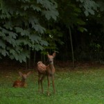 2babydeers