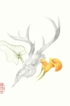 Deer-skull-1