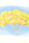 Ginkgo-biloba-2