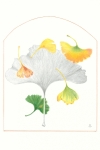 Ginkgo-biloba-1