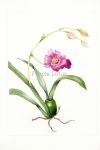 orchid004-small